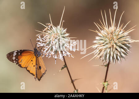 Monarch Butterfly in Saudi-Arabien Stockfoto