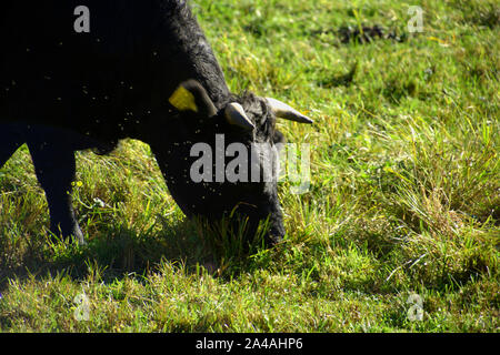 Dexter rind kuh im Herbst Sonne mit Insekten, schwarz Dexter Vieh Gugel mit viele lästige Kaut frische Gras fliegen Stockfoto