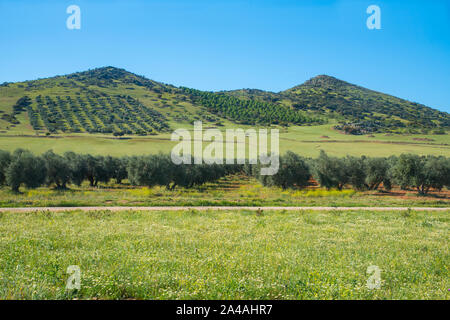 Olivenhaine. Fuente el Fresno, Ciudad Real Provinz, Castilla La Mancha, Spanien. Stockfoto