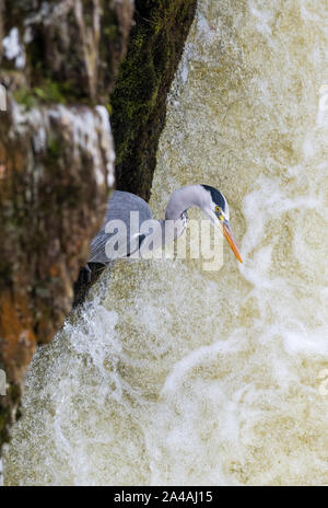 Fischreiher Angeln von den felsigen Ufern des Pont-y-Paar fällt auf die Afon Llugwy, Betws-y-Coed, Wales, Großbritannien Stockfoto