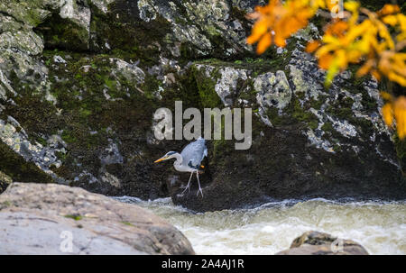 Fischreiher Angeln von den felsigen Ufern des Pont-y-Paar fällt auf die Afon Llugwy, Betws-y-Coed, Wales, Großbritannien Stockfoto