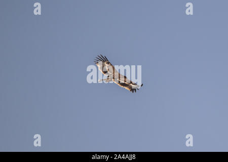 Steppe Adler im Flug Stockfoto