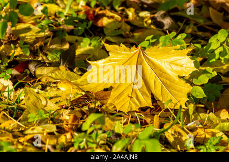 Textur der gefallenen Blätter verschiedener Baumarten auf den Boden. Stockfoto