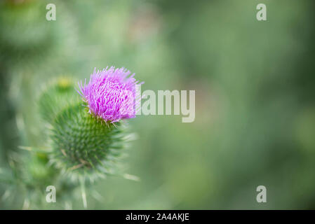 Thistle Blumen und Hülsen Stockfoto