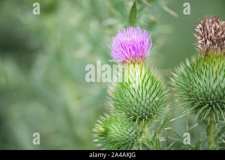 Thistle Blumen und Hülsen Stockfoto