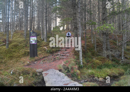 Weibliche Walker/Wanderer zu Fuß bis Stein Schritte in den Wald. An Corrie Gebühr, Teil der Cairngorms National Park in Schottland (Hinweisschild sichtbar) Stockfoto