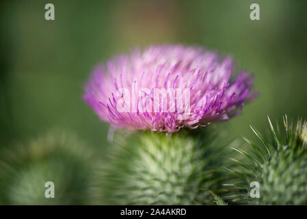 Thistle Blumen und Hülsen Stockfoto