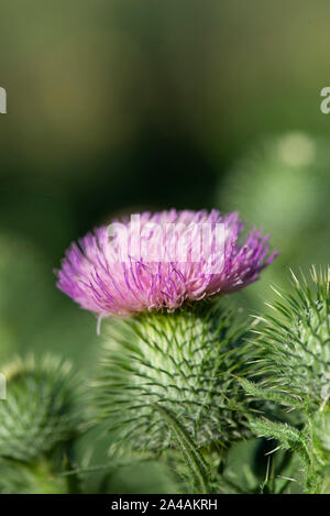 Thistle Blumen und Hülsen Stockfoto