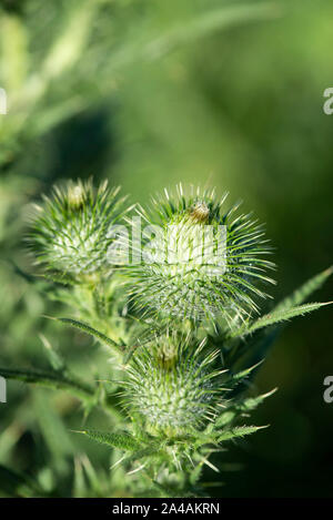 Thistle Blumen und Hülsen Stockfoto