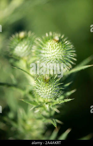 Thistle Blumen und Hülsen Stockfoto