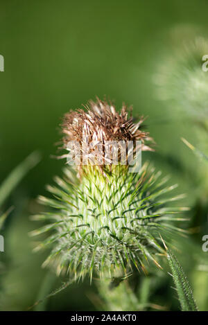 Thistle Blumen und Hülsen Stockfoto