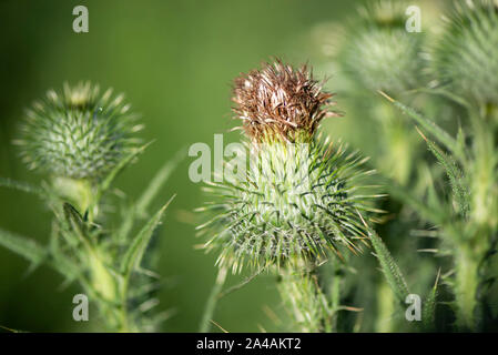 Thistle Blumen und Hülsen Stockfoto