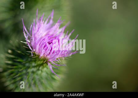 Thistle Blumen und Hülsen Stockfoto