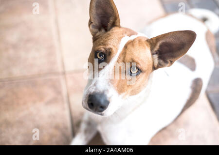 Rescue Dog liegen bis in die Kamera schaut Stockfoto