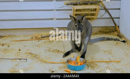 Junge Känguru Obst essen Stockfoto