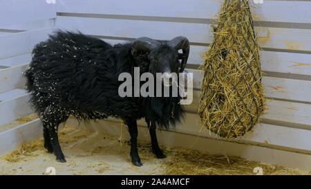 Schwarze Schafe fressen Heu in Farm Stockfoto