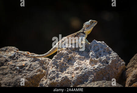 Oder die starred Agama agama (Stellagama roughtail Rock stellio) Stockfoto