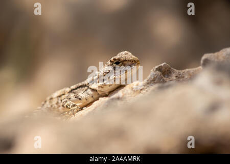 Oder die starred Agama agama (Stellagama roughtail Rock stellio) Stockfoto