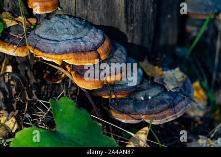 Pilze auf baumstumpf mit grünem Moos und Blätter im Herbst im sonnigen Wald. Pilze im Herbst Wald. Stockfoto