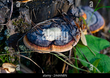 Pilze auf baumstumpf mit grünem Moos und Blätter im Herbst im sonnigen Wald. Pilze im Herbst Wald. Stockfoto