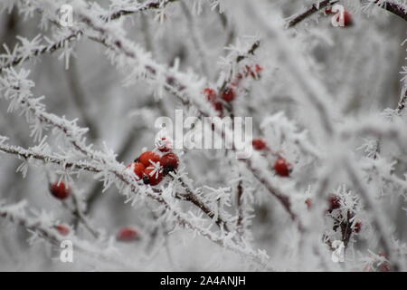 Beeren auf einem Strauch in rauen Frost. Stockfoto