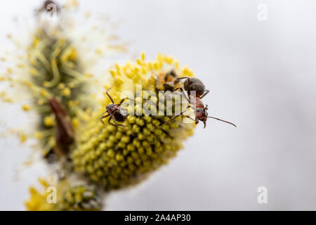 Rote Waldameisen (Formica rufa) auf einem Flauschigen, gelbe Weide Knospe, auf einem verschwommenen Hintergrund. Makro. Close-up. Stockfoto