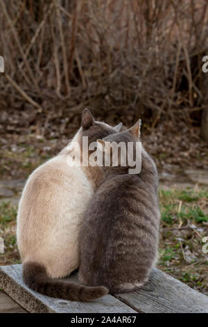 Zwei süße Katzen küssen, während neben einer Holzbank sitzen, in der Landschaft, vor dem Hintergrund von Bush im Frühjahr am Abend. Liebe und Freundschaft Haustiere. Stockfoto