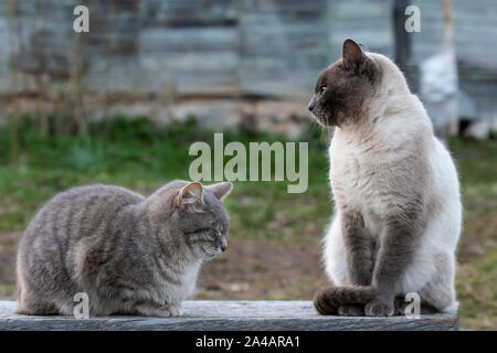 Zwei süße Katzen sitzen auf einer Holzbank, ist man schlafen, der andere ist auf der Seite vor dem Hintergrund der Wand des alten Hauses, ich Stockfoto