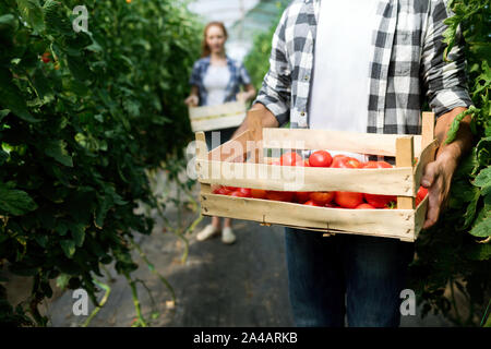 Das freundliche Team der Ernte von frischem Gemüse aus dem Gewächshaus Garten Stockfoto