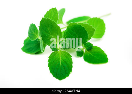 Frische Minze Kraut auf weißem Hintergrund schließen isoliert bis Stockfoto