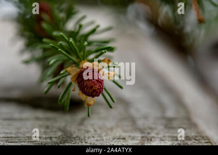 Junge, kleine Beulen auf Fichte (Picea abies) in der Nähe der alten hölzernen Zaun, gegen einen unscharfen Hintergrund der Äste und Himmel, auf einem Frühling, der 1. Mai. Ansicht her Stockfoto