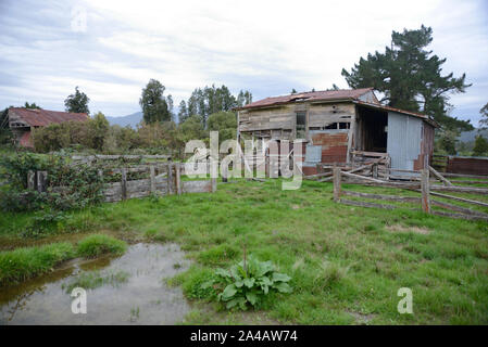 Eine verlassene Scheune liegt unter großen Bäumen auf einer Farm in Neuseeland Stockfoto