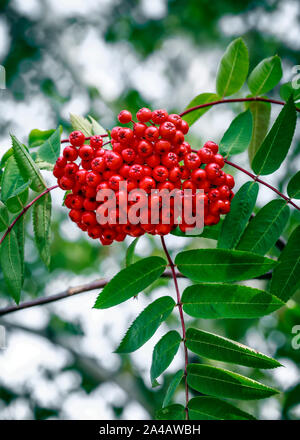 Rote Beeren der Eberesche Baum, im Nordwesten von Ontario, Kanada. Stockfoto