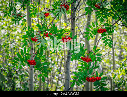 Rote Beeren der Eberesche Baum, im Nordwesten von Ontario, Kanada. Stockfoto