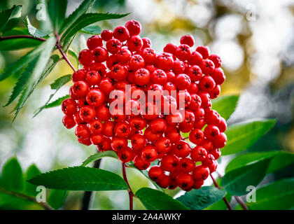 Rote Beeren der Eberesche Baum, im Nordwesten von Ontario, Kanada. Stockfoto