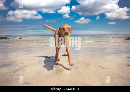 Eine schöne, gelbe Labrador Retriever Hund trägt ein Spielzeug Ball in den Mund, während sie auf das Meer läuft in einem spielerischen PET-Bild auf einem Sommer, Strand v Stockfoto