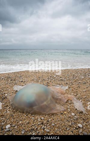 Ein riesiges Fass Quallen auf einem Strand in Cornwall ein Umweltproblem Bild mit Kopie Raum gewaschen Stockfoto