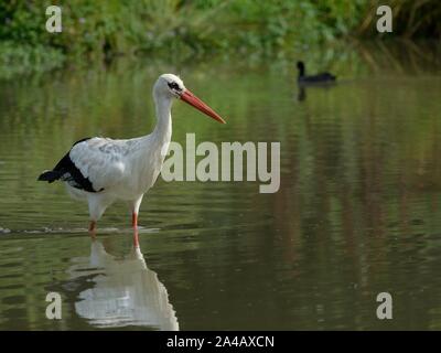 Weißstorch (Ciconia ciconia) Nahrungssuche in einem Teich, Knepp Castle Estate, Sussex, UK, August 2019. Stockfoto