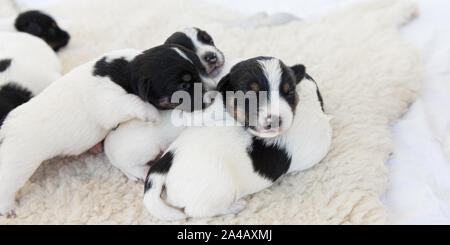 Jack Russell Terrier Welpen Hunde 12 Tage alt. Ein Wurf doggys liegen nebeneinander und Schlafen. Stockfoto