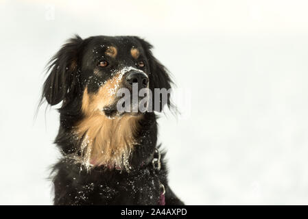 Dog Portrait in einem weißen Winter Hintergrund. Gehorsam Berner Sennenhund. Stockfoto