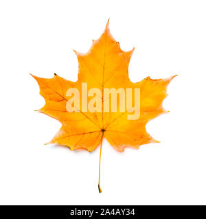 Single Ahorn Blatt falll isoliert auf weißem Stockfoto