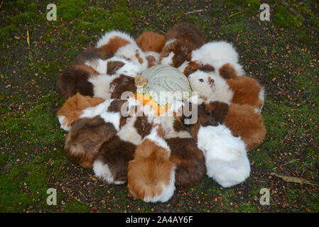 Ein Team von Meerschweinchen essen einen Kürbis Stockfoto