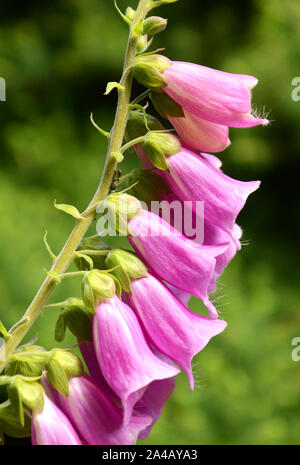 Ein schönes Bokeh am frühen Morgen einen frischen, selten rosa Blume Fingerhut mit einem Ant deutlich sichtbar in der Tschechischen Republik gefunden Stockfoto