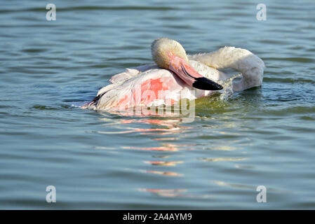 Flamingo (Phoenicopterus ruber) Baden im Wasser, in der Camargue ist ein natürliche Region südlich von Arles, Frankreich Stockfoto