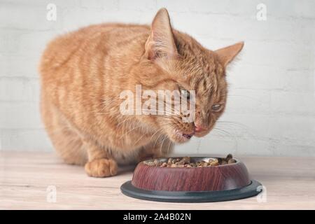 Lustige ginger cat Trockenfutter aus einer Schüssel essen. Stockfoto