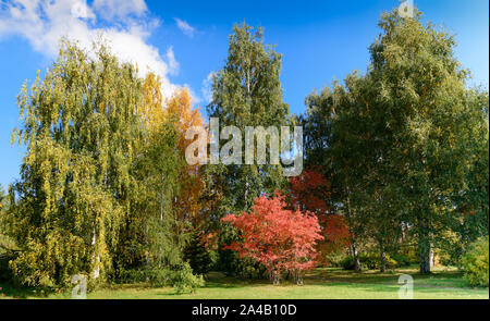 Herbst Herbst Szene im Park mit gelben und roten Bäume an einem sonnigen Tag Stockfoto