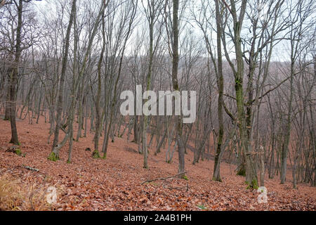 Hoia Baciu Wald. Die weltweit am meisten frequentierten Wald mit einem Ruf für viele intensive paranormale Aktivitäten. Stockfoto