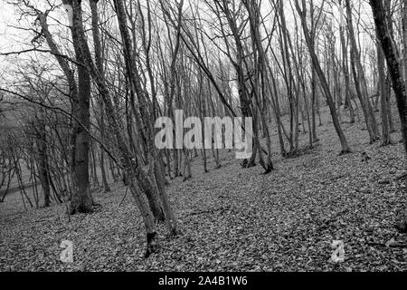 Hoia Baciu Wald. Die weltweit am meisten frequentierten Wald mit einem Ruf für viele intensive paranormale Aktivitäten. Stockfoto