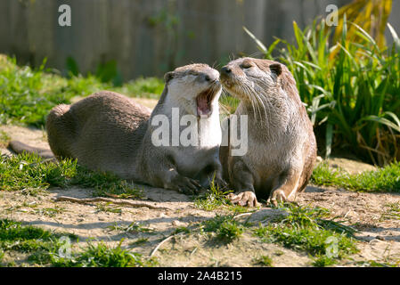 Glatte beschichtete Fischotter (Lutrogale perspicillata) liegen auf dem Rasen, einen Mund, Öffnung Stockfoto