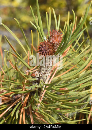 Steckkegel der lodgepole Pine (Pinus contorta). Separate männliche und weibliche Kegel auf demselben Baum angezeigt. Maligne Lake, Jasper, Alberta, Kanada, Stockfoto